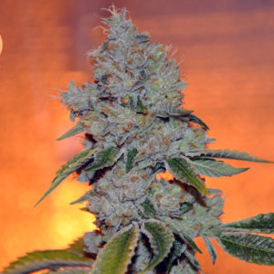 Vader OG
