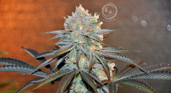 Malibu Pie