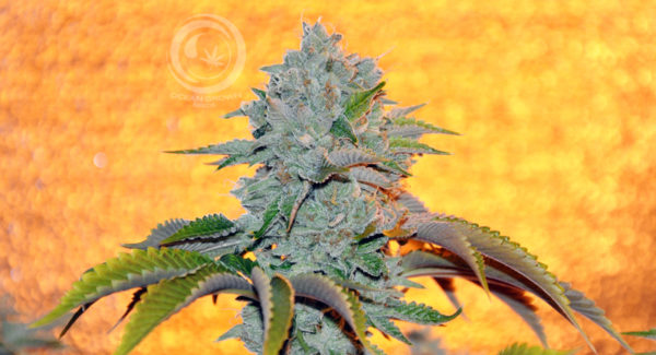 Jedi OG