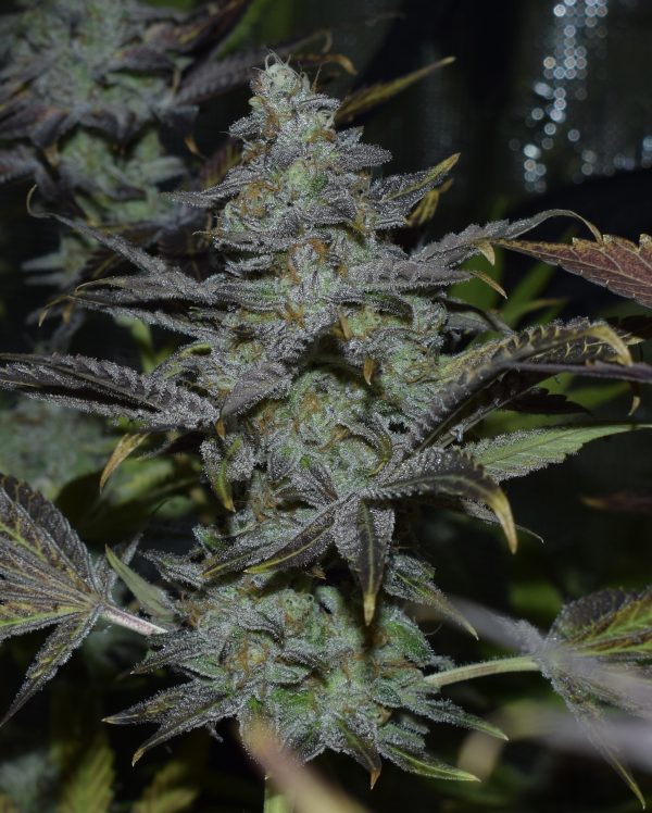 Black Rozzie