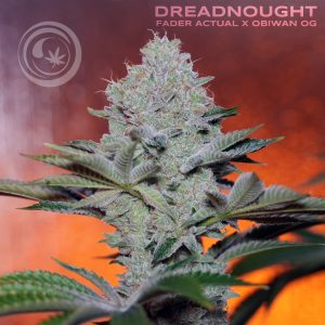 Dreadnought