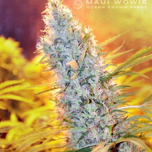 Maui Wowie