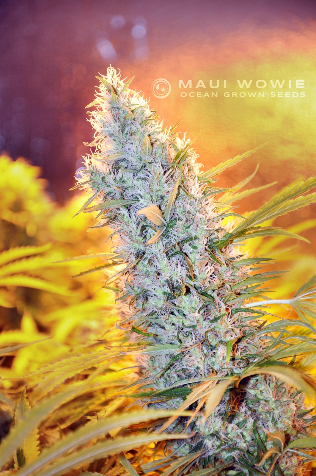 Maui Wowie aka Maui Waui, Mowie Wowie Marijuana Strain Information - Leafly