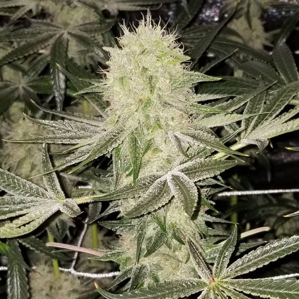 Highwan